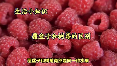 覆盆子和树莓的区别,覆盆子vs树莓,果实差异大揭露!