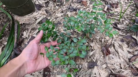 黄脚鸡草药作用与功效图片