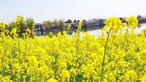 高邮油菜花海图片