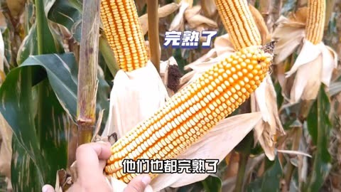 Z801玉米种子图片图片