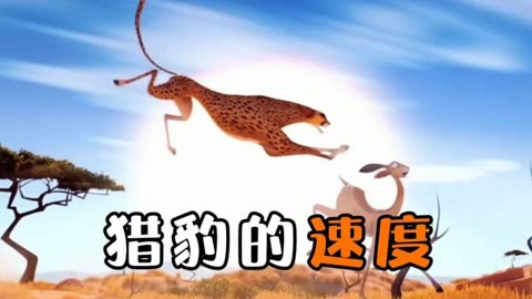 猎豹的速度能有多快?直接上演草原上的速度与激情