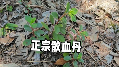 探索贵州神秘草药散血丹:从生长环境到神奇用途,你知道多少?
