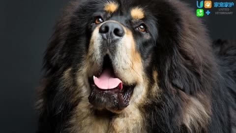 世界上最贵的狗 排名图片