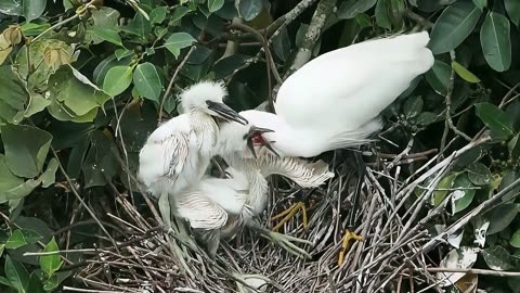 白鹭雏鸟图片