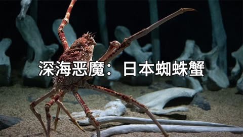 日本蜘蛛蟹真的会吃人吗?他们究竟有多可怕?