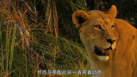 狮子马蒂陶纪录片图片