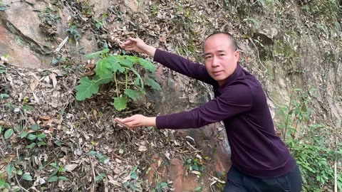 墙壁草的功效与图片图片