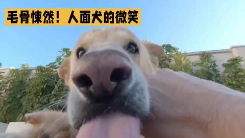 毛骨悚然 人面犬的微笑