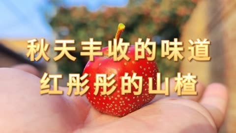 我的团长我的团山楂图片