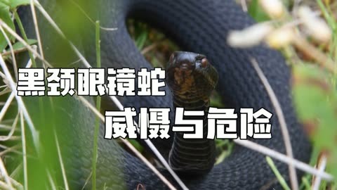 眼镜蛇喷毒液图片