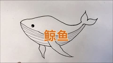 鲸鱼简笔画成年图片